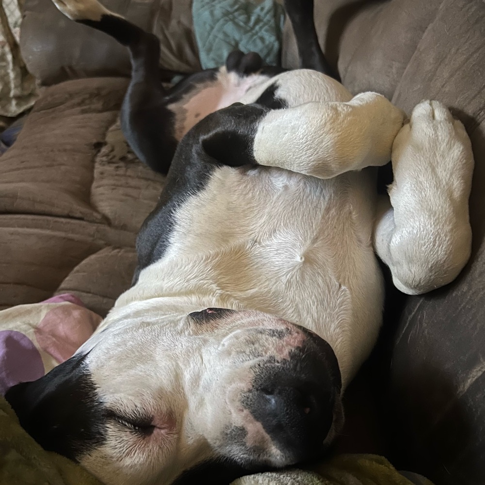 TRADE FOR JEN Black & White Dog Plush Comfort Toy for Pets